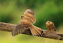 pix/hides/wired/exterior/large/3.jpg?ver=1