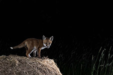 pix/hides/wired/exterior/large/6.jpg?ver=1