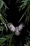 pix/hides/wired/exterior/large/7.jpg?ver=1