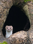 pix/hides/wired/exterior/large/a.jpg?ver=1
