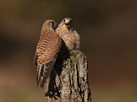 pix/hides/wired/exterior/large/b.jpg?ver=1