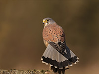 pix/hides/wired/exterior/large/c.jpg?ver=1