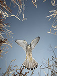 pix/hides/wired/exterior/large/d.jpg?ver=1