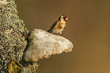 pix/hides/woodland/exterior/large/2.jpg