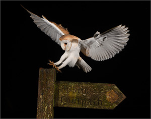 pix/species/barn-owl/large/2.jpg