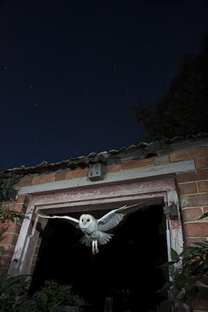 pix/species/barn-owl/large/3.jpg