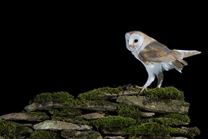 pix/species/barn-owl/large/6.jpg