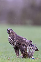 pix/species/buzzard/large/1.jpg