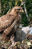 pix/species/buzzard/large/3.jpg