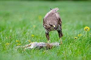 pix/species/buzzard/large/4.jpg