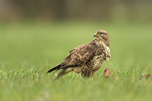 pix/species/buzzard/large/5.jpg