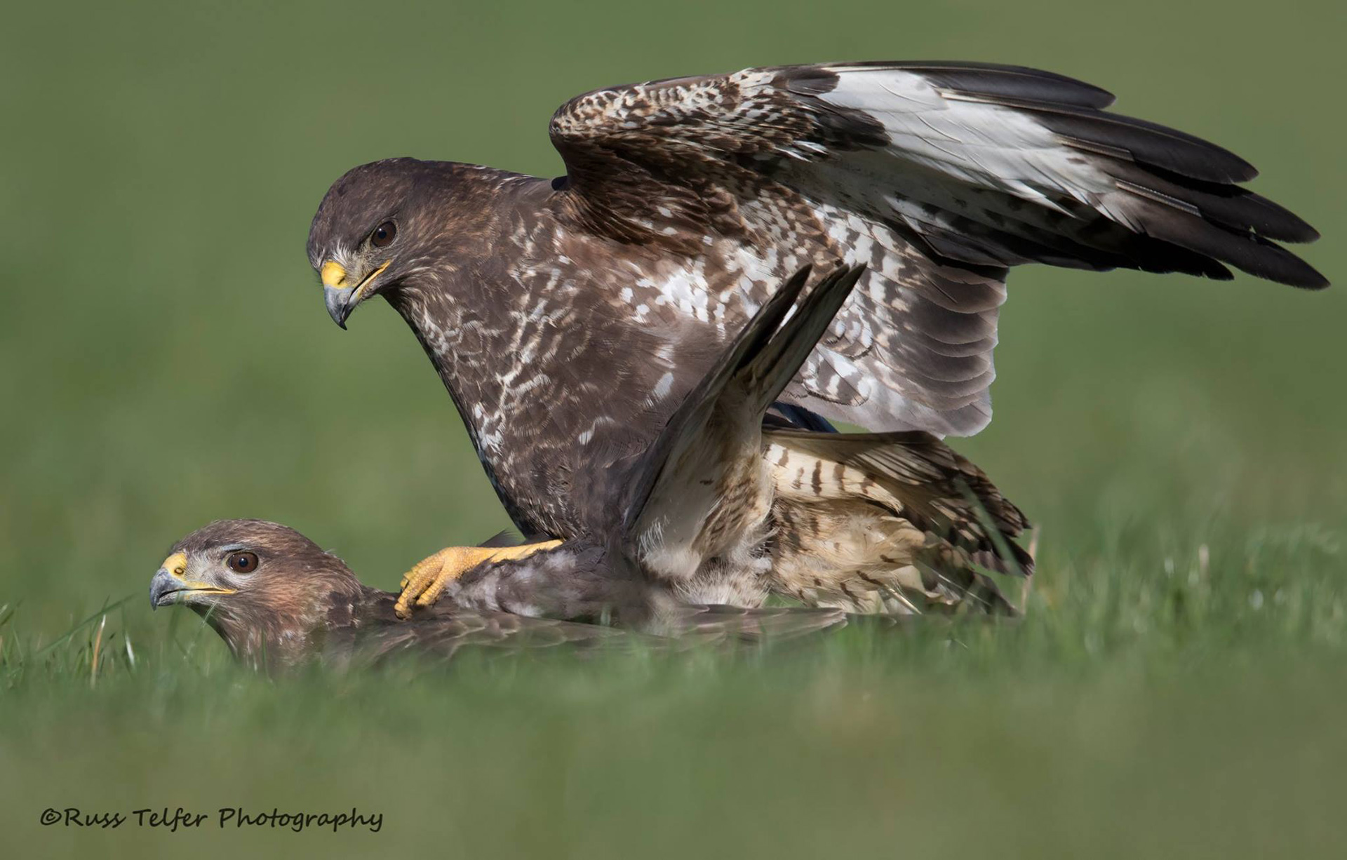 Buzzard | Wildlife Photography Hides