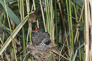 pix/species/cuckoo-parasite/large/1.jpg