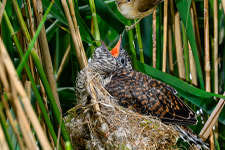 pix/species/cuckoo-parasite/large/10.jpg