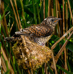 pix/species/cuckoo-parasite/large/11.jpg