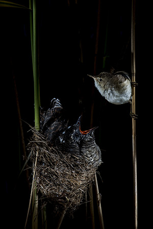 pix/species/cuckoo-parasite/large/2.jpg