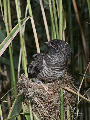 pix/species/cuckoo-parasite/large/3.jpg