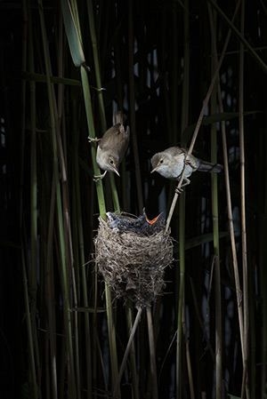 pix/species/cuckoo-parasite/large/4.jpg