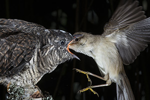 pix/species/cuckoo-parasite/large/5.jpg
