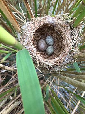 pix/species/cuckoo-parasite/large/6.jpg