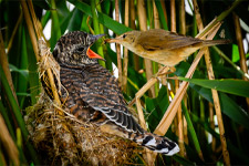 pix/species/cuckoo-parasite/large/8.jpg
