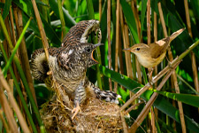 pix/species/cuckoo-parasite/large/9.jpg