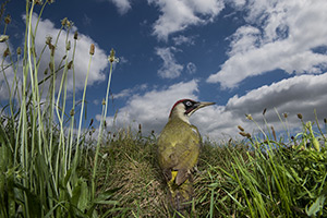 pix/species/green-woodpecker/large/1.jpg