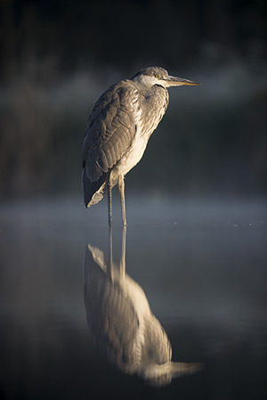 pix/species/grey-heron/large/1.jpg