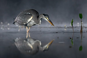 pix/species/grey-heron/large/10.jpg