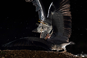 pix/species/grey-heron/large/11.jpg