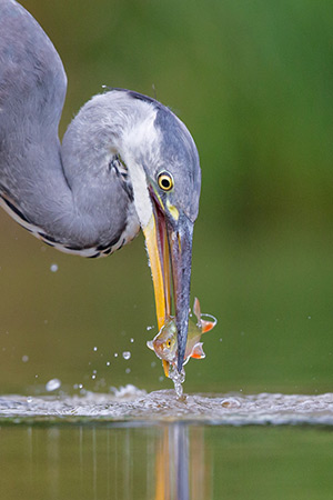 pix/species/grey-heron/large/2.jpg