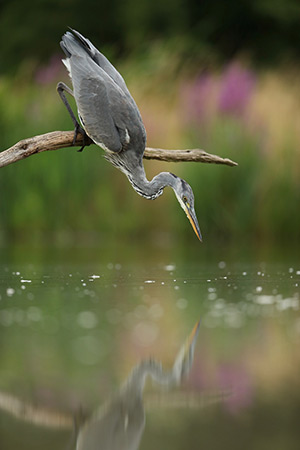 pix/species/grey-heron/large/3.jpg