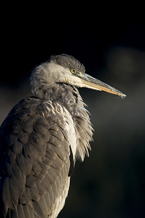 pix/species/grey-heron/large/4.jpg