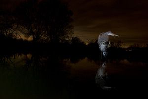 pix/species/grey-heron/large/5.jpg