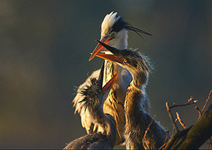 pix/species/grey-heron/large/6.jpg