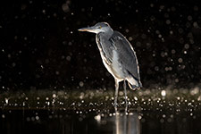 pix/species/grey-heron/large/7.jpg