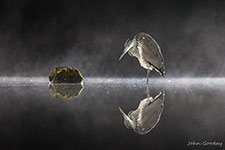 pix/species/grey-heron/large/8.jpg