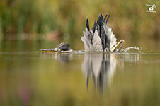 pix/species/grey-heron/large/9.jpg
