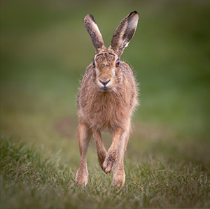 pix/species/hare/large/13.jpg