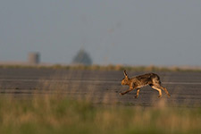 pix/species/hare/large/2.jpg