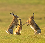 pix/species/hare/large/3.jpg