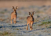 pix/species/hare/large/6.jpg