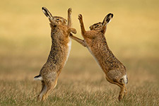 pix/species/hare/large/7.jpg