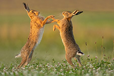 pix/species/hare/large/9.jpg