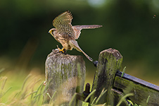 pix/species/kestrel/large/1.jpg