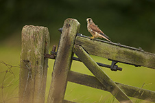pix/species/kestrel/large/2.jpg
