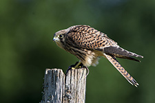 pix/species/kestrel/large/3.jpg