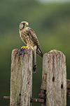 pix/species/kestrel/large/4.jpg