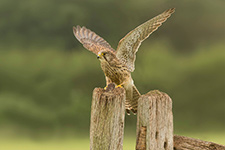 pix/species/kestrel/large/5.jpg