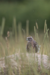 pix/species/kestrel/large/6.jpg